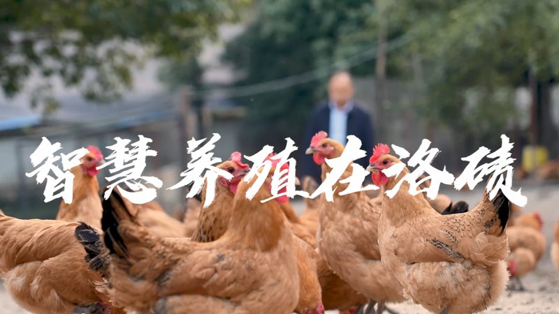 细胞工厂：揭秘高效细胞培养的秘密武器